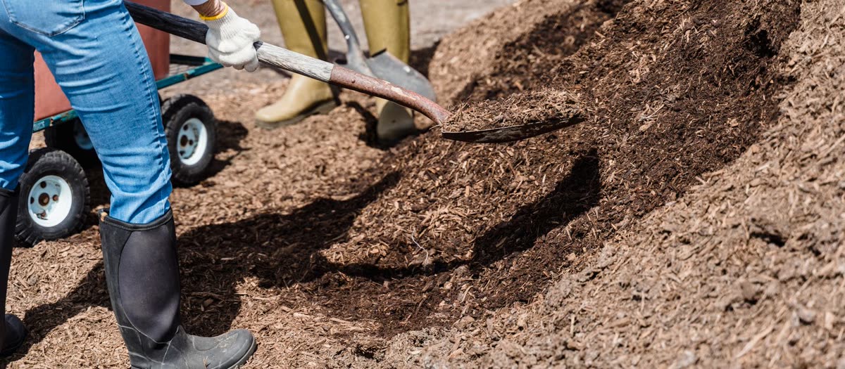 Two landscapers shovelling bark mulch off a heap and spreading it over a garden bed.